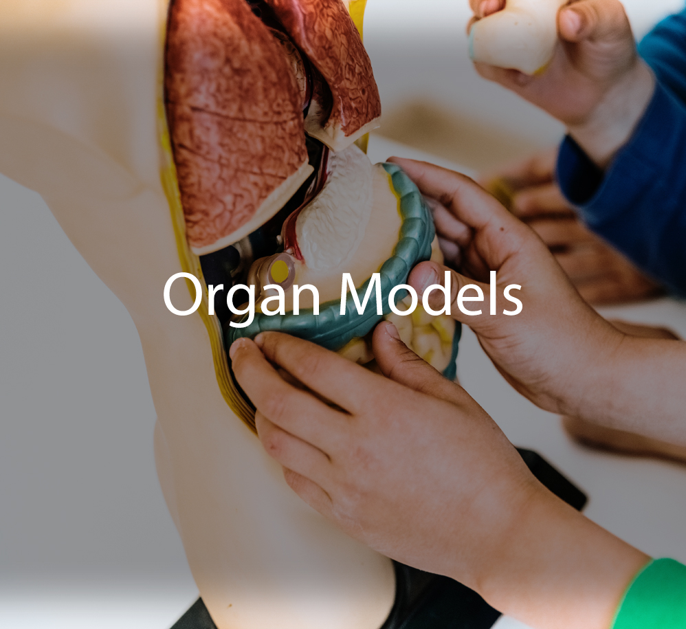 Organ Models