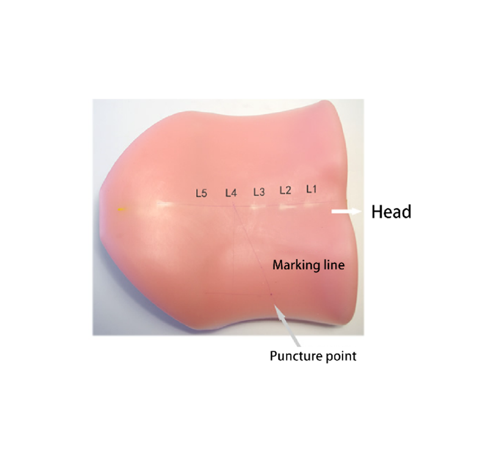 Lumbar model(Prone)HFM-8986