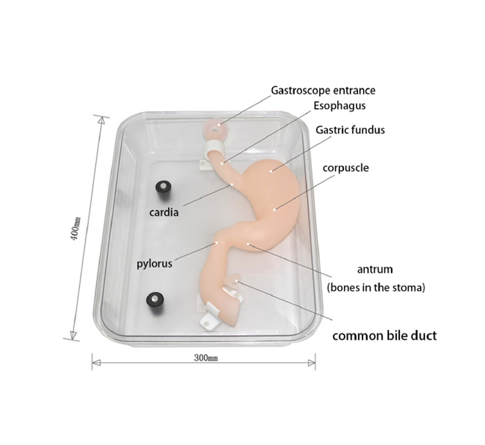 Gastroduodenal model(standard）HFM-8506