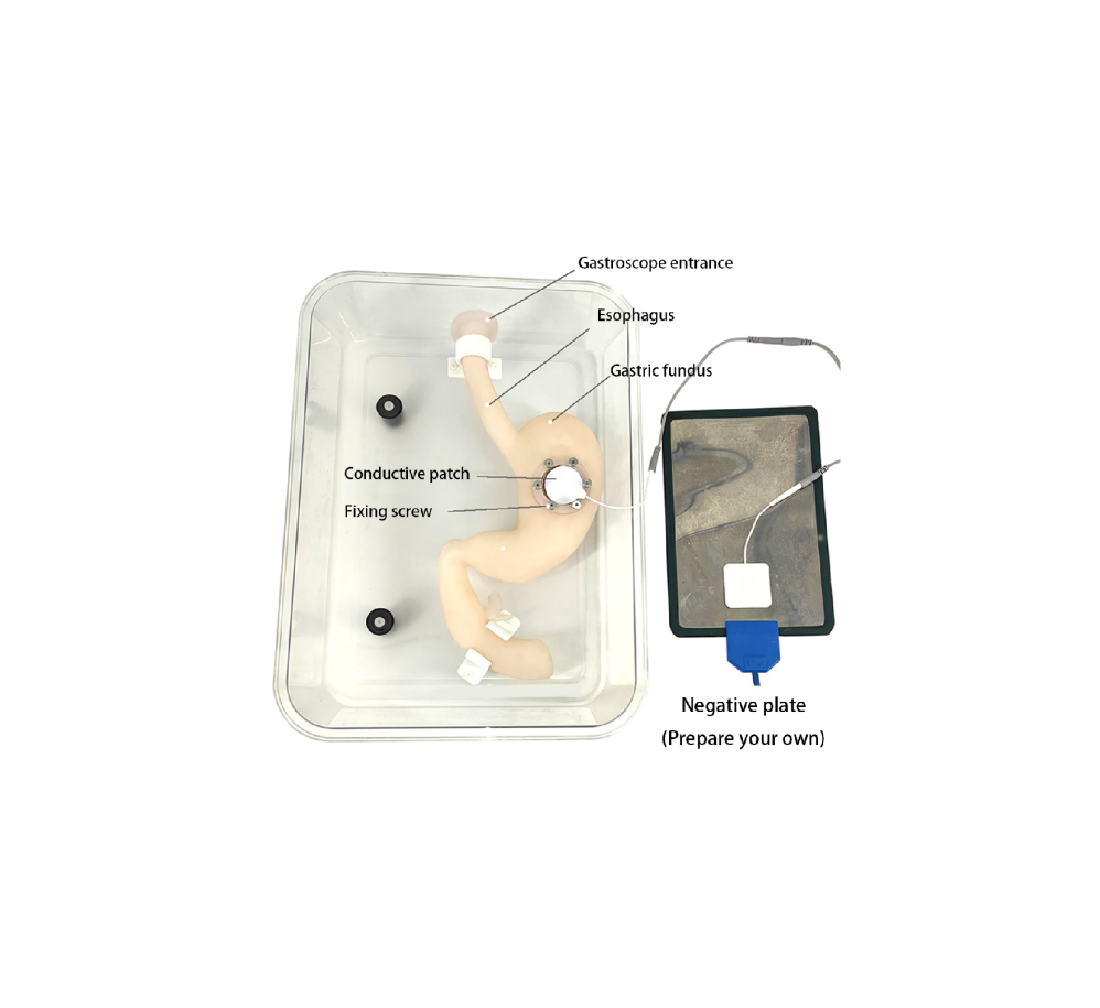 Gastroduodenal model for ESD HFM-8507