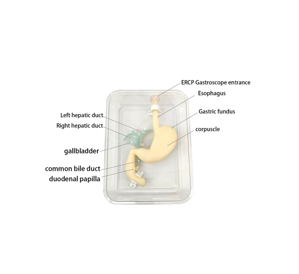 Gastroduodenal model for ERCP HFM-8508