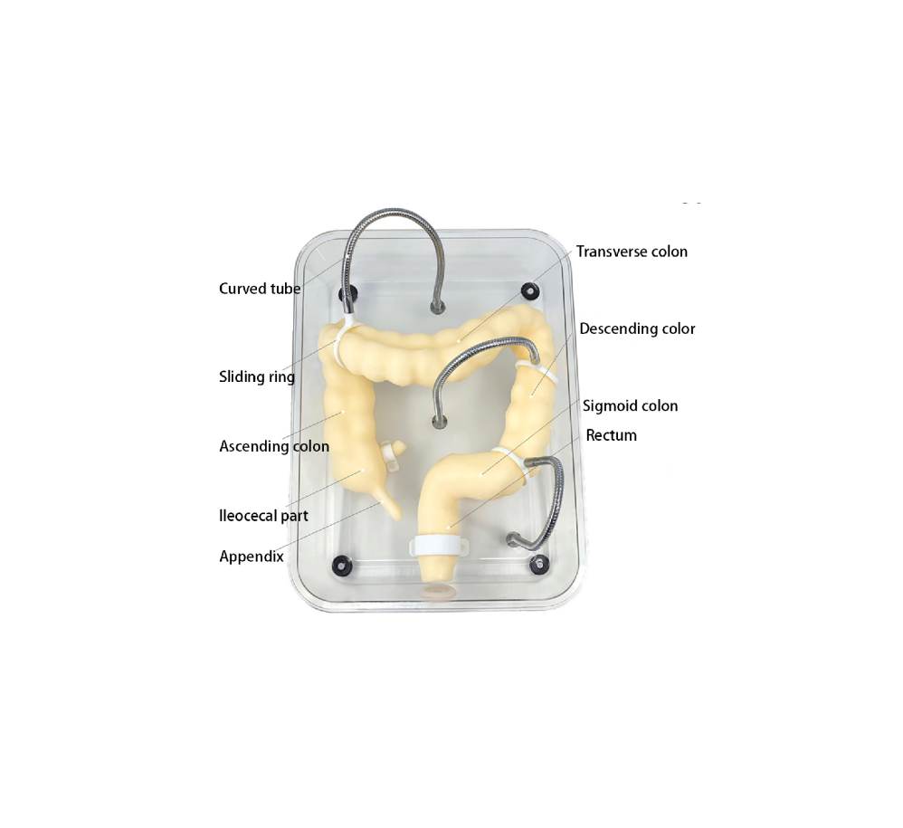 Colonoscopy training model HFM-8509