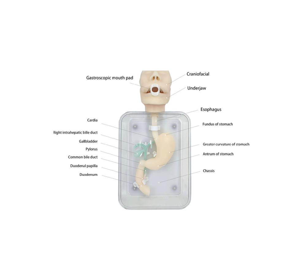 Gastrointestinal Endoscopy Training Models HFM-8520