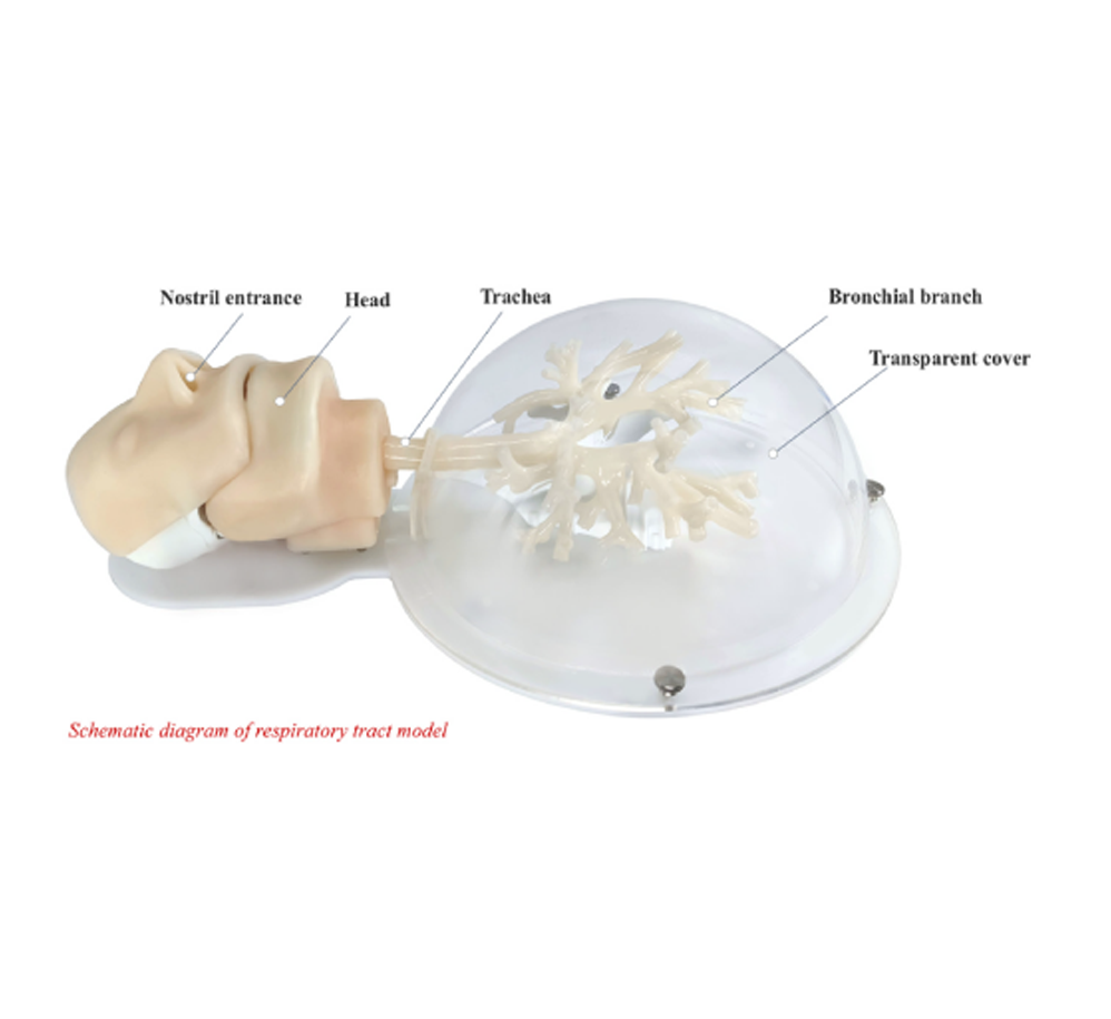 Bronchoscope training model HFM-8871
