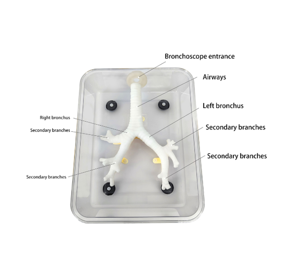 Bronchoscopy model HFM-8872