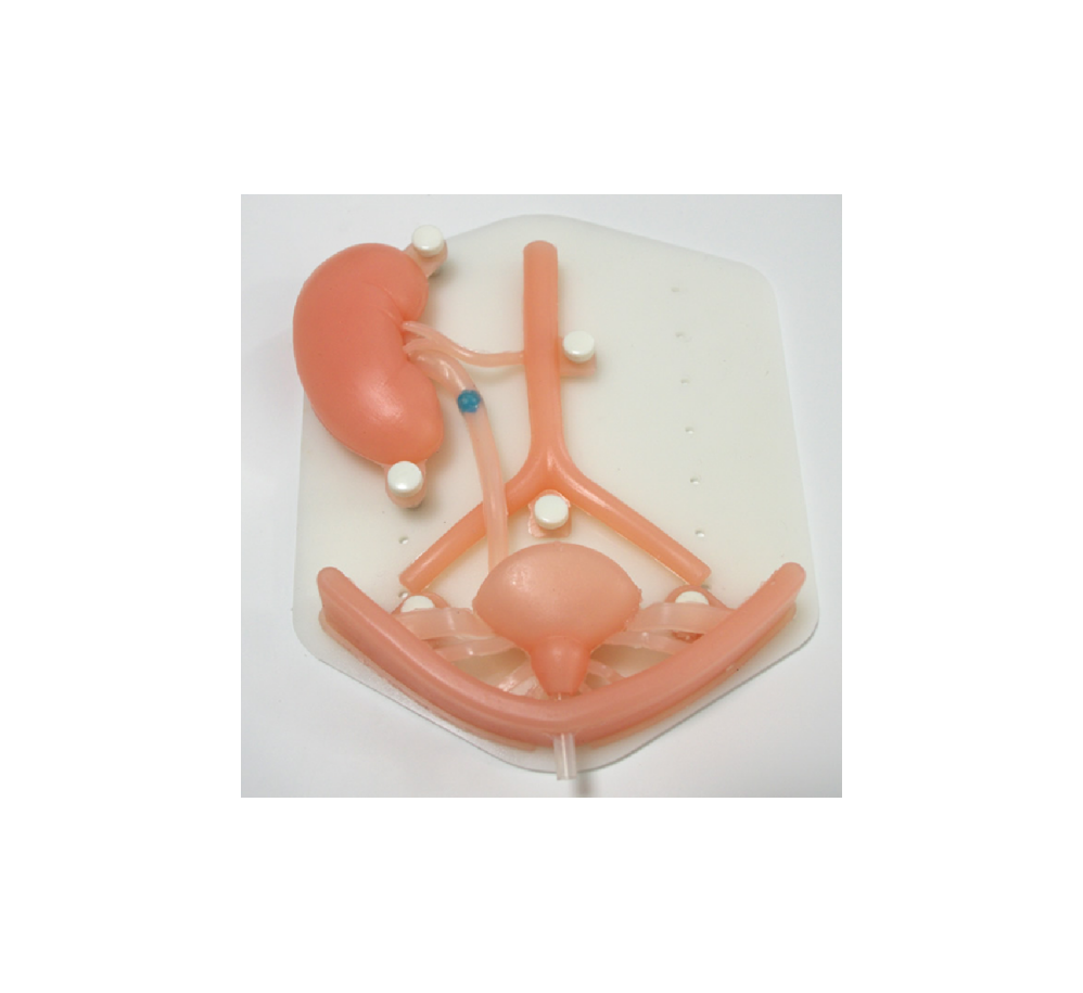 Urinary system model HFM-8706